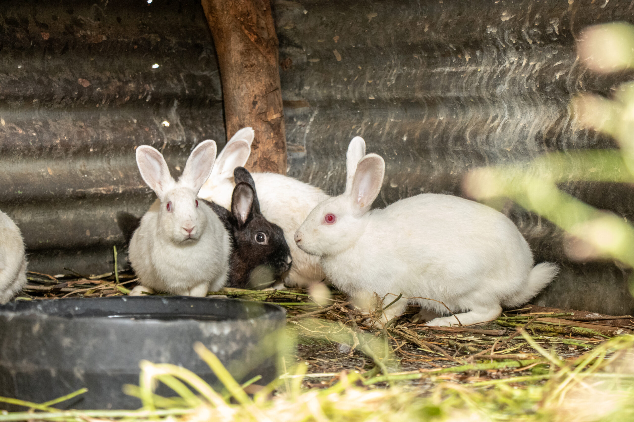 Rabbits on our demo farm whose urine is used as a biopesticide.