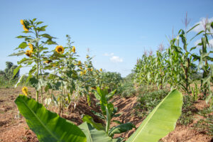 Syntropic agroforestry