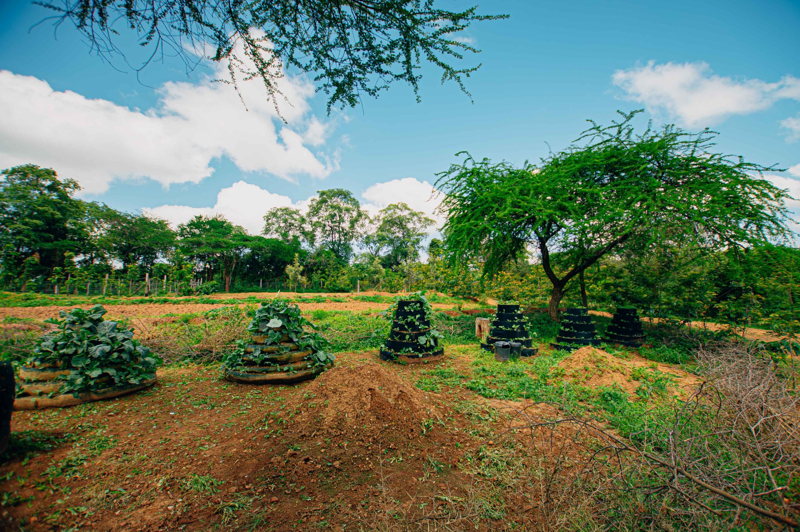 Vertical gardens on our demo farm with which we train farmers on.