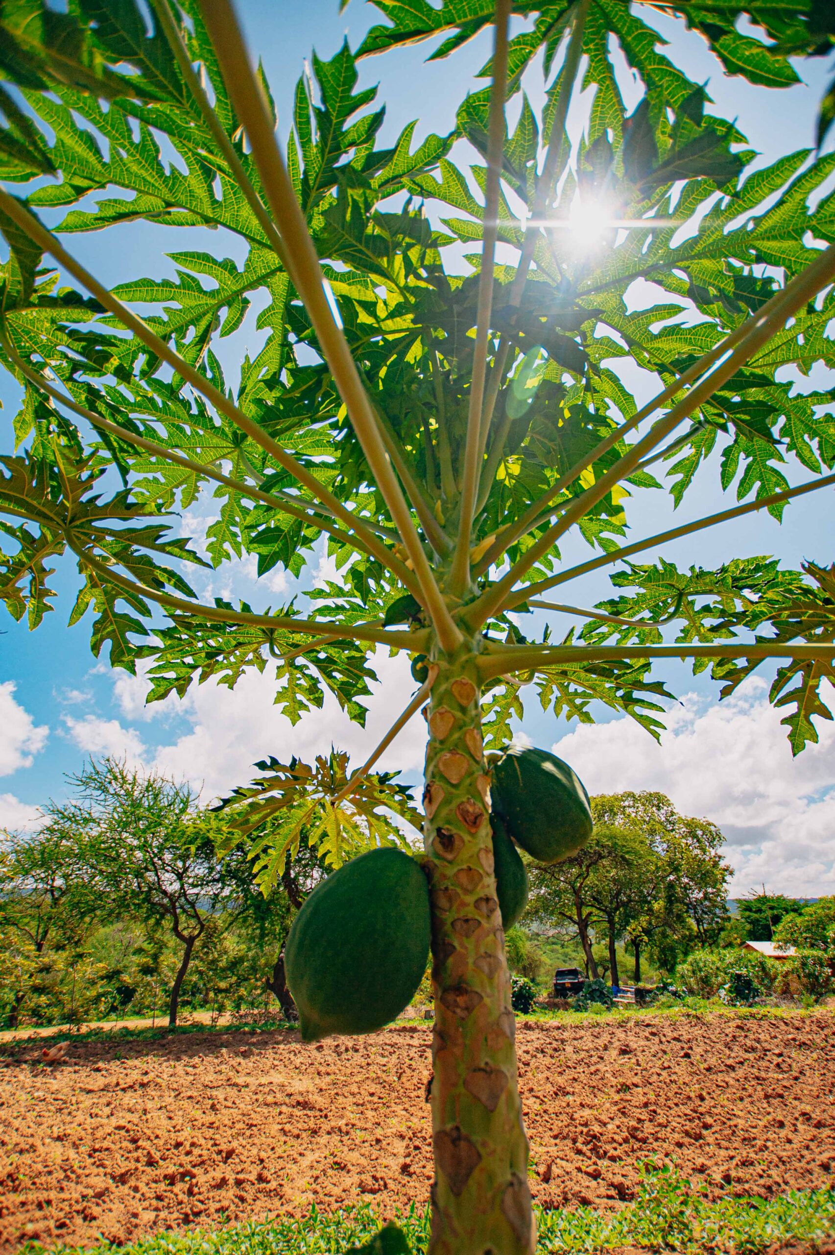 Thriving organically grown pawpaws.