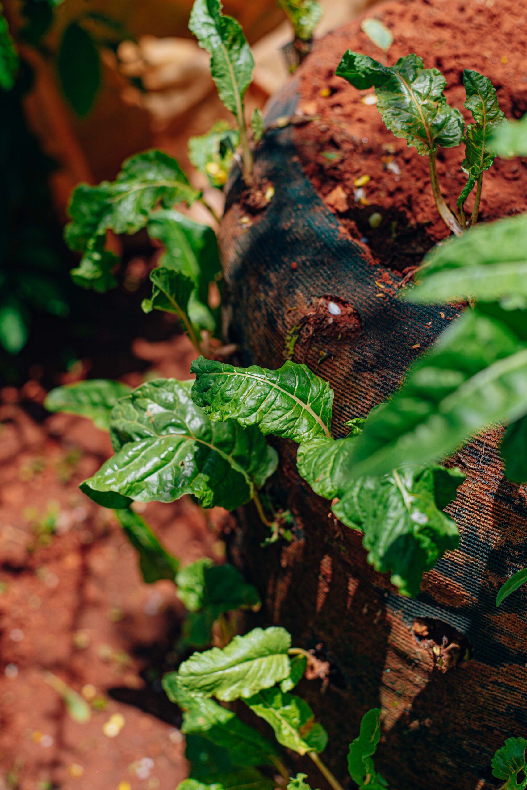 Healthy vegetables growing in a vertical garden belonging to one of the farmers we work alongside.